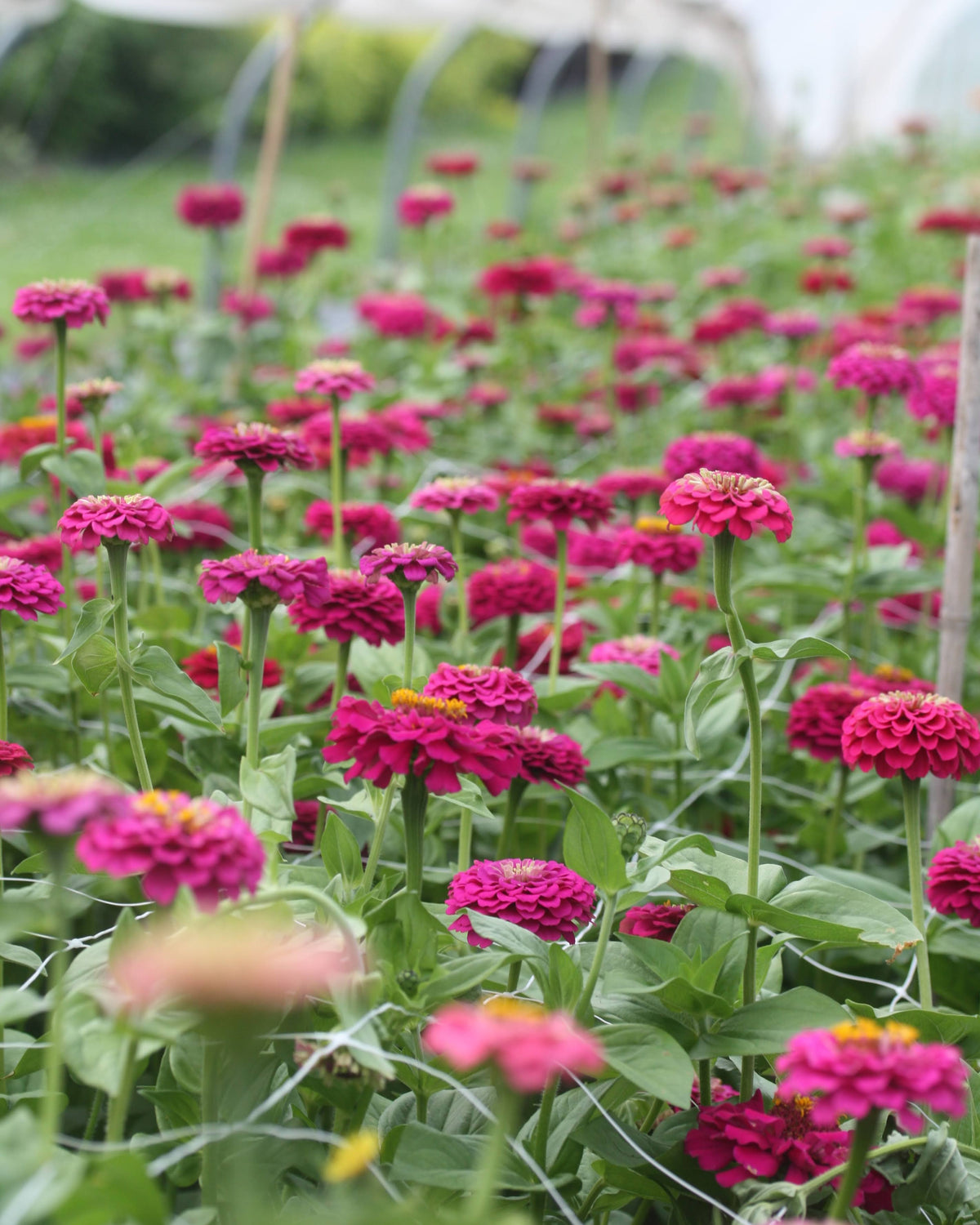 Zinnia Oklahoma Carmine i blomsterbed - kompakt zinnia med rik blomstring