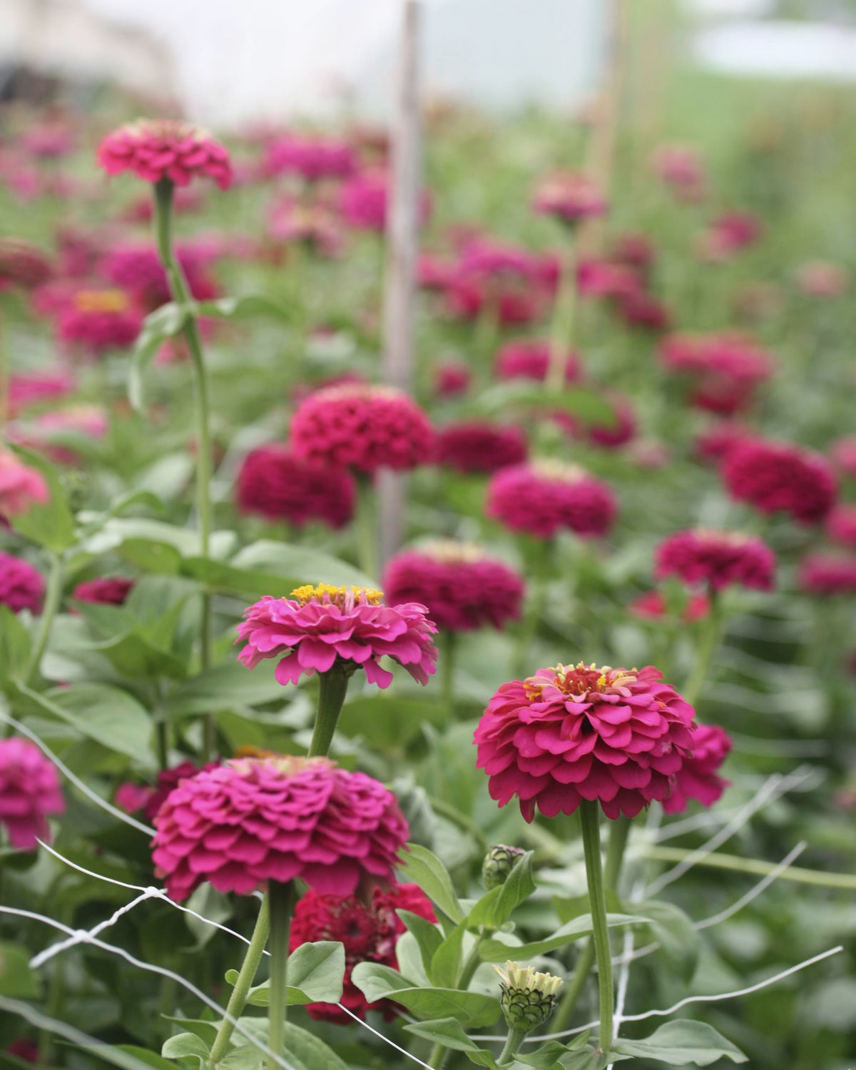Zinnia Oklahoma Carmine nærbilde - små til middels store karminrosa blomster