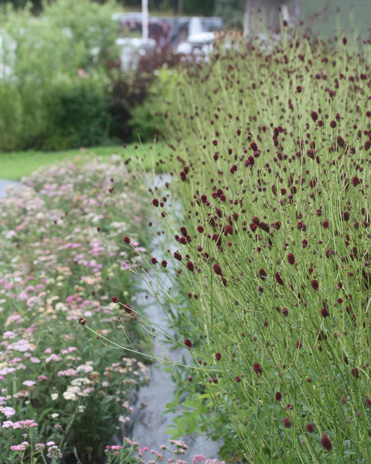 Blodtopp i blomsterbed med burgunderrøde blomster mellom andre stauder.
