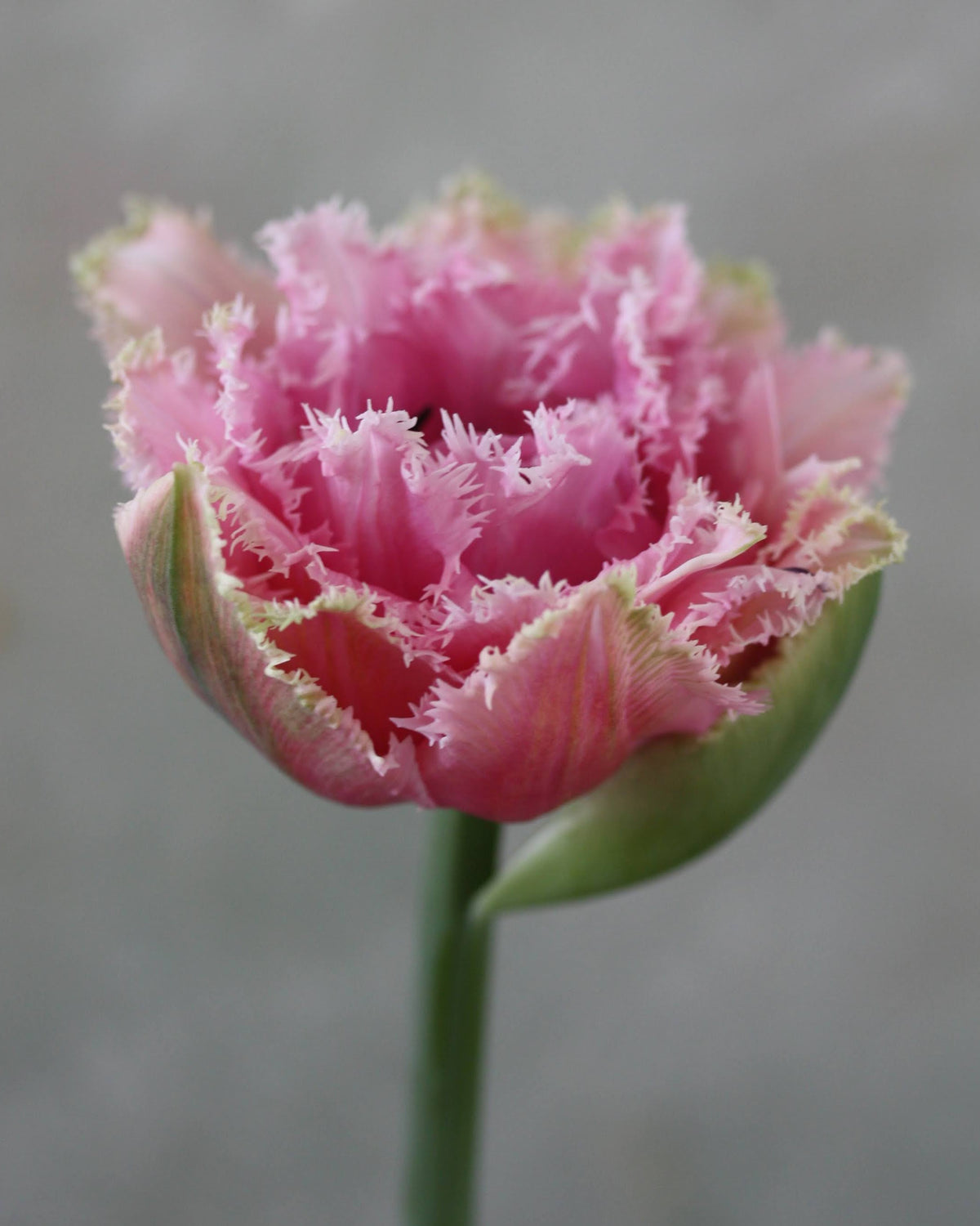 Tulipan Cairns – lukket knopp i dempet rosa med frynsete kronbladkanter