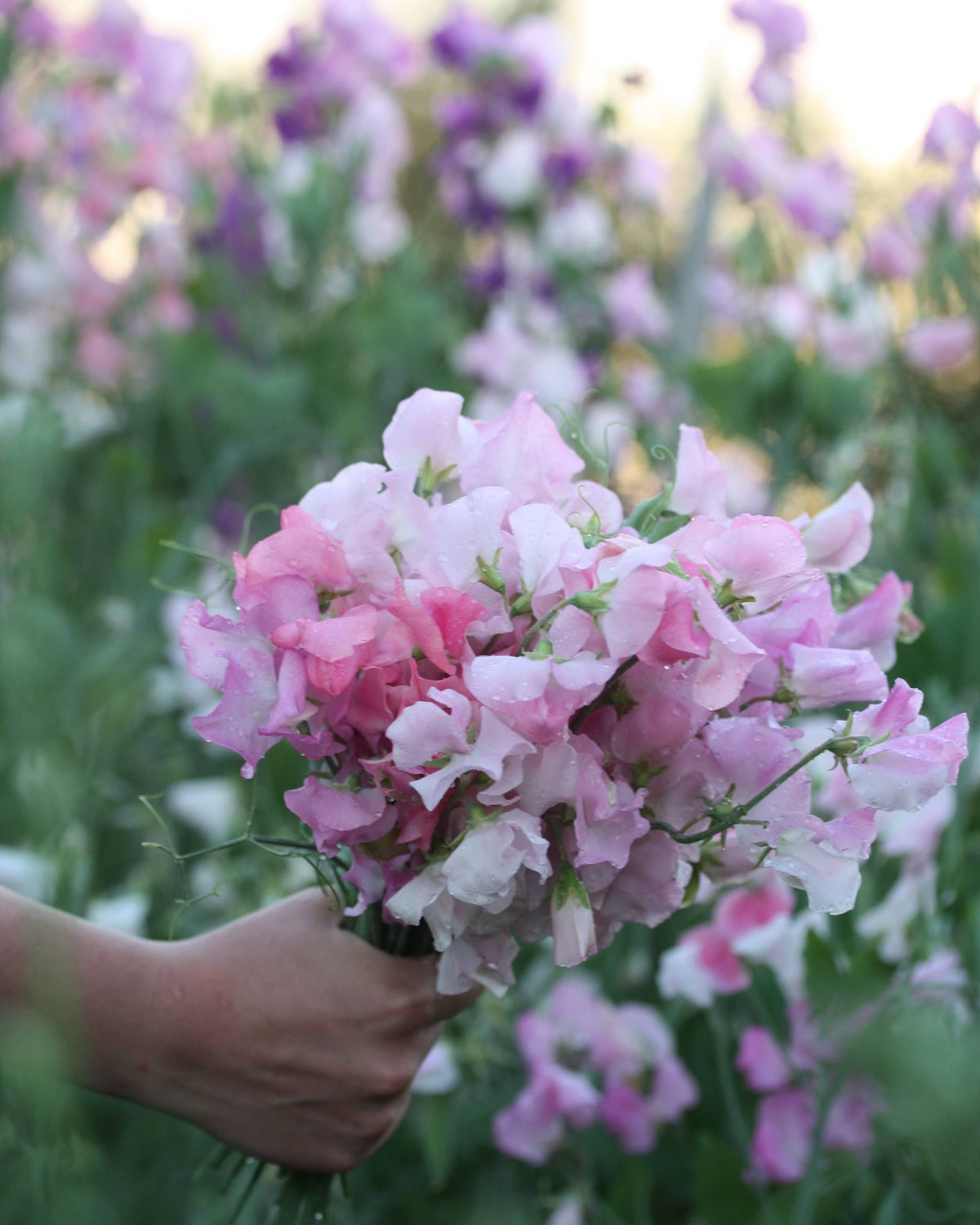 Erteblomst Spring Sunshine Blush med myke ferskenrosa- og aprikos-fargede blomster i hagen