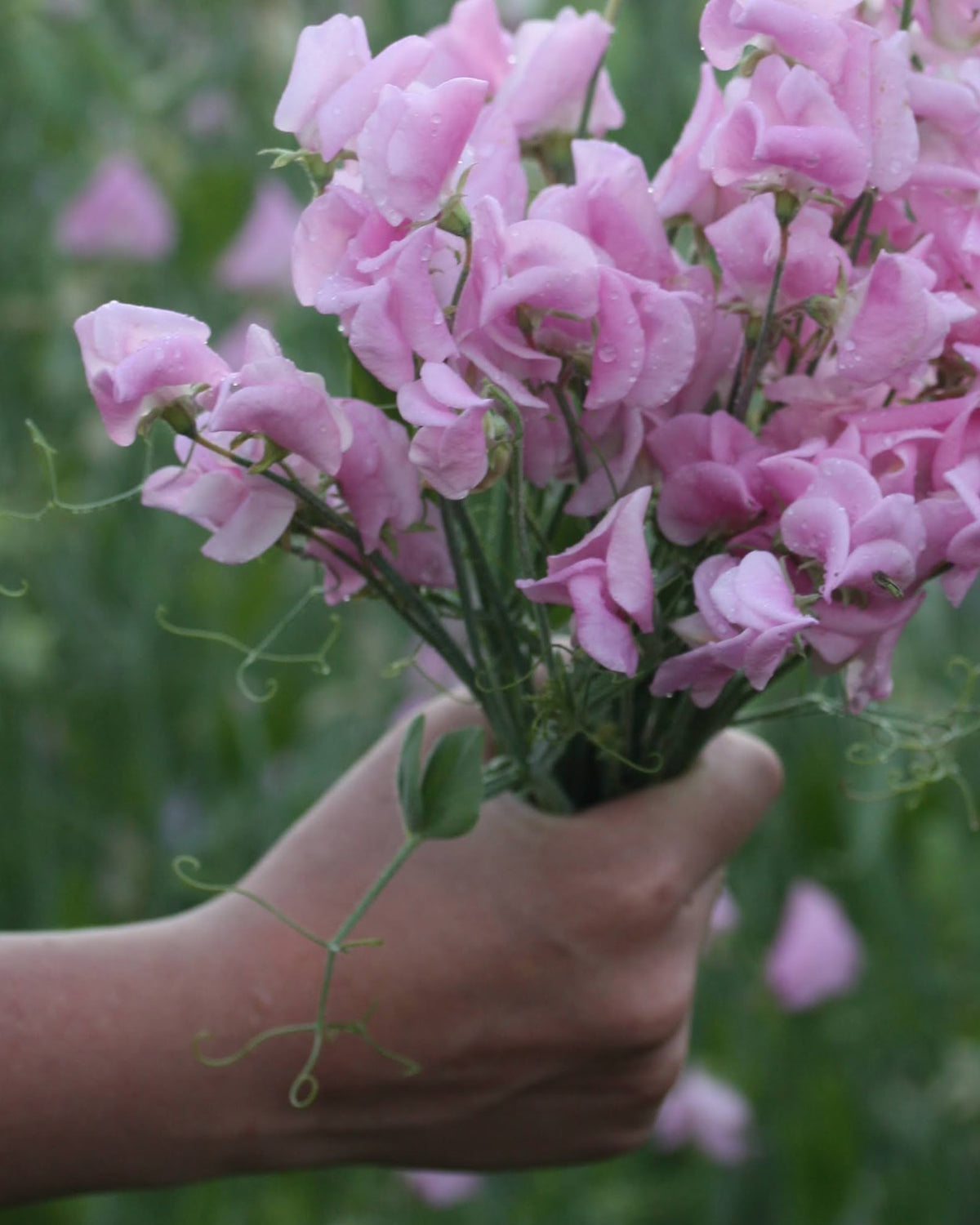Erteblomst Prima Donna klatreplante med rike blomsterklaser