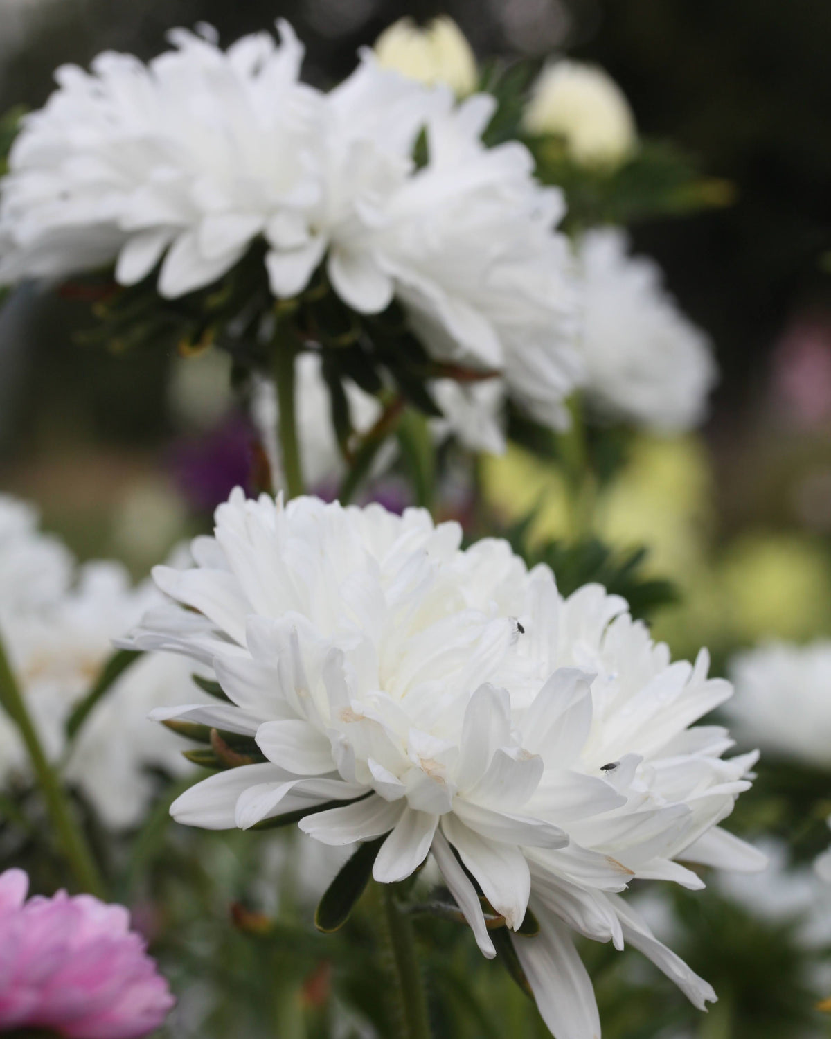 Detaljbilde av Kina asters King Size White som viser de fyllige doble blomstene