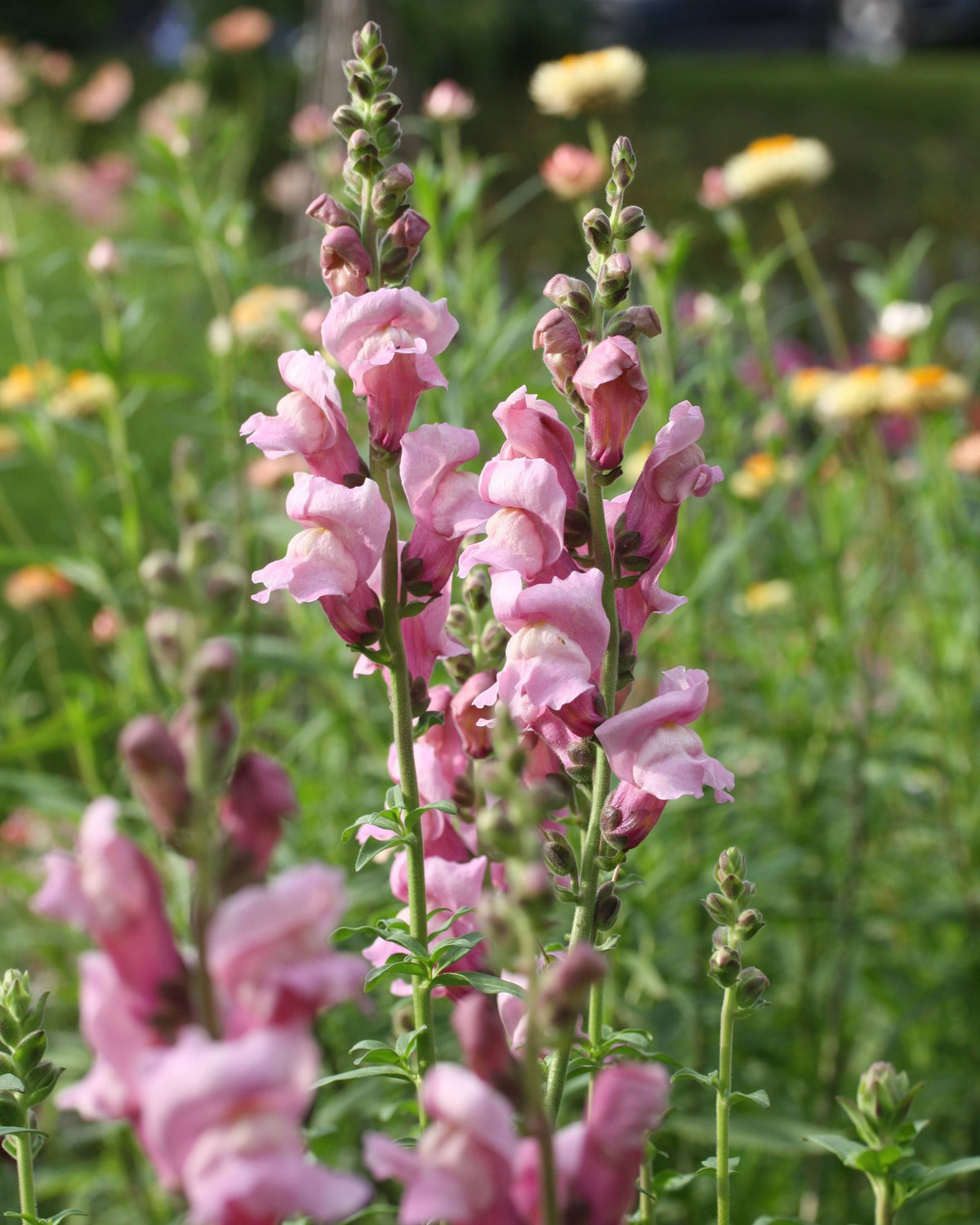 Løvemunn Opus Lavender i blomsterbed med kraftige opprette stengler