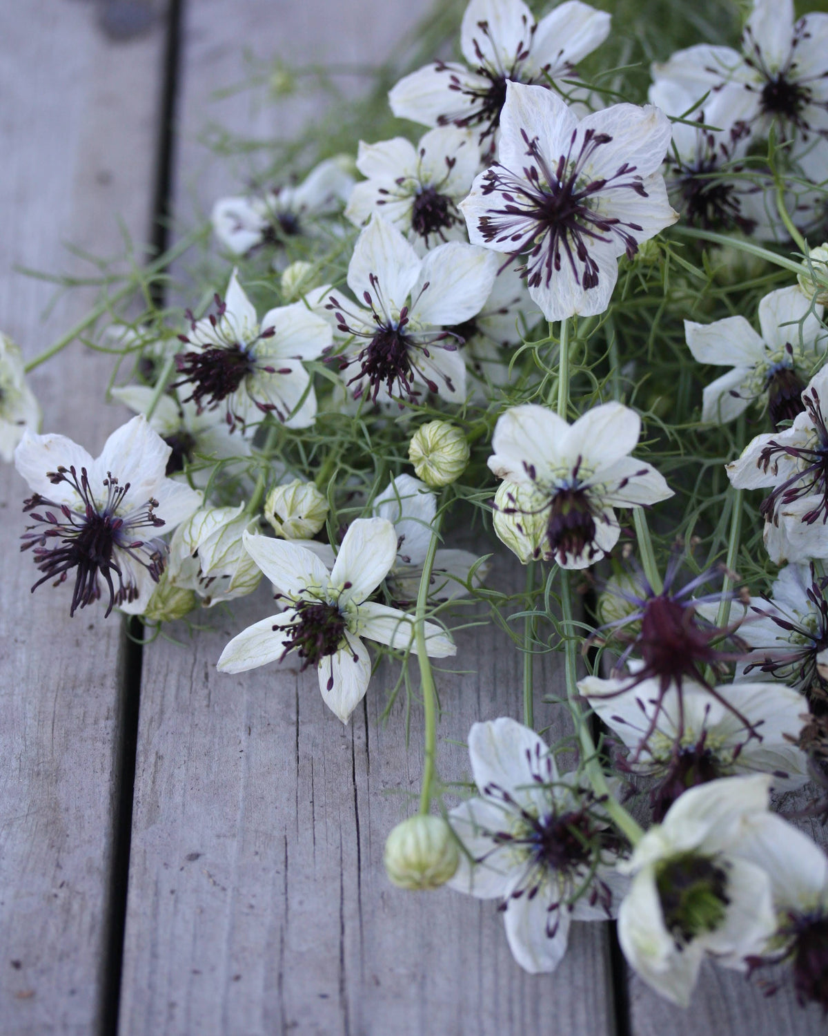 Nigella African Bride frø – ettårig jomfru i det grønne med dramatisk fargekontrast