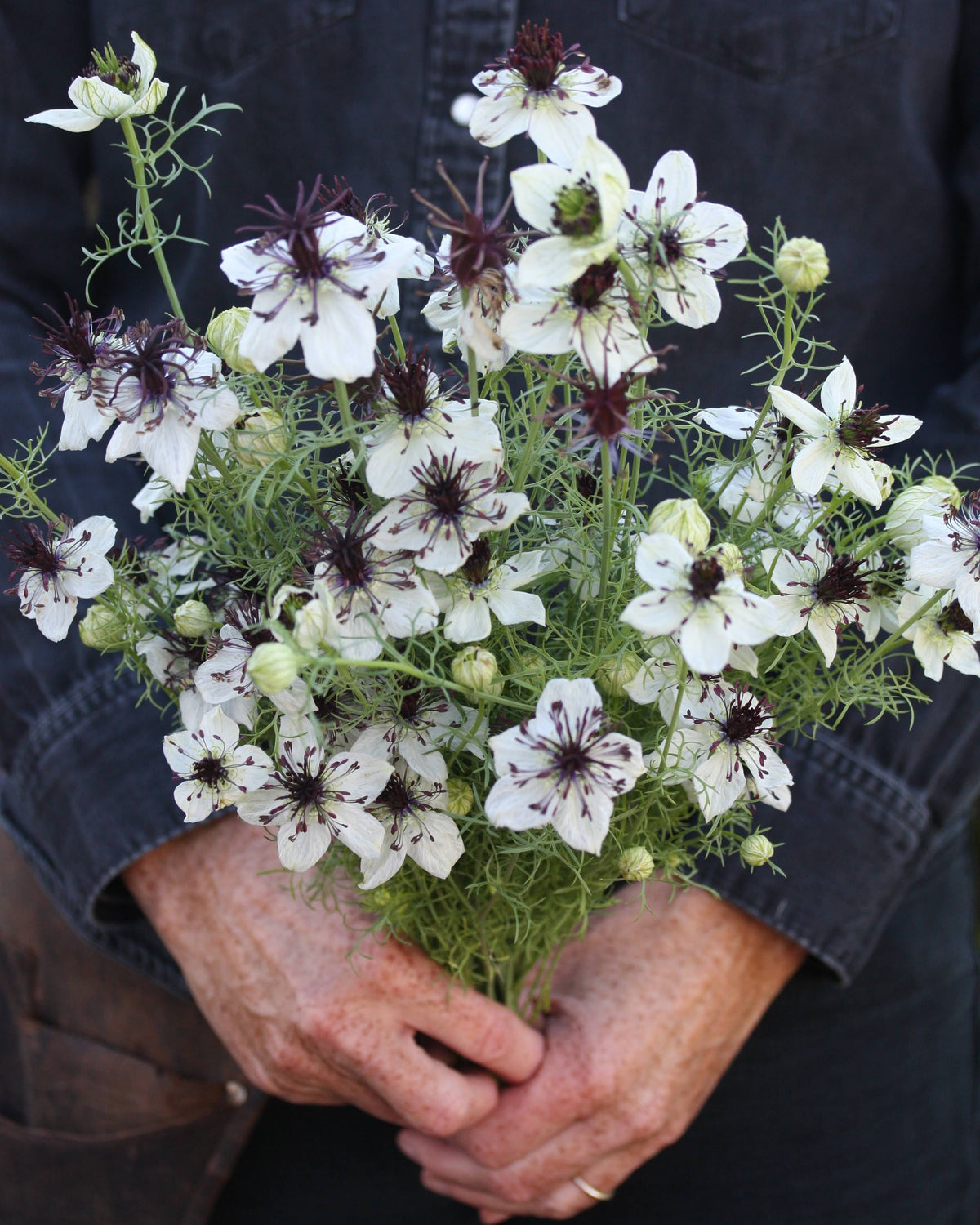 Nigella African Bride – hvit blomst med mørk lilla, nesten svart midte