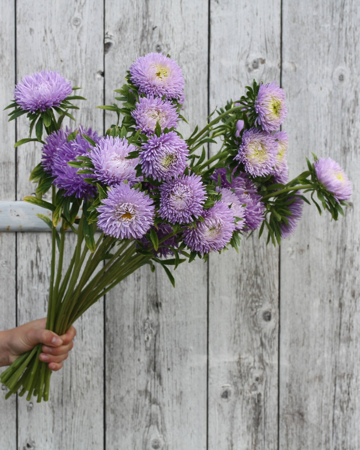 Kina asters Gala Lavender i full blomstring med elegante lavendelblå blomster