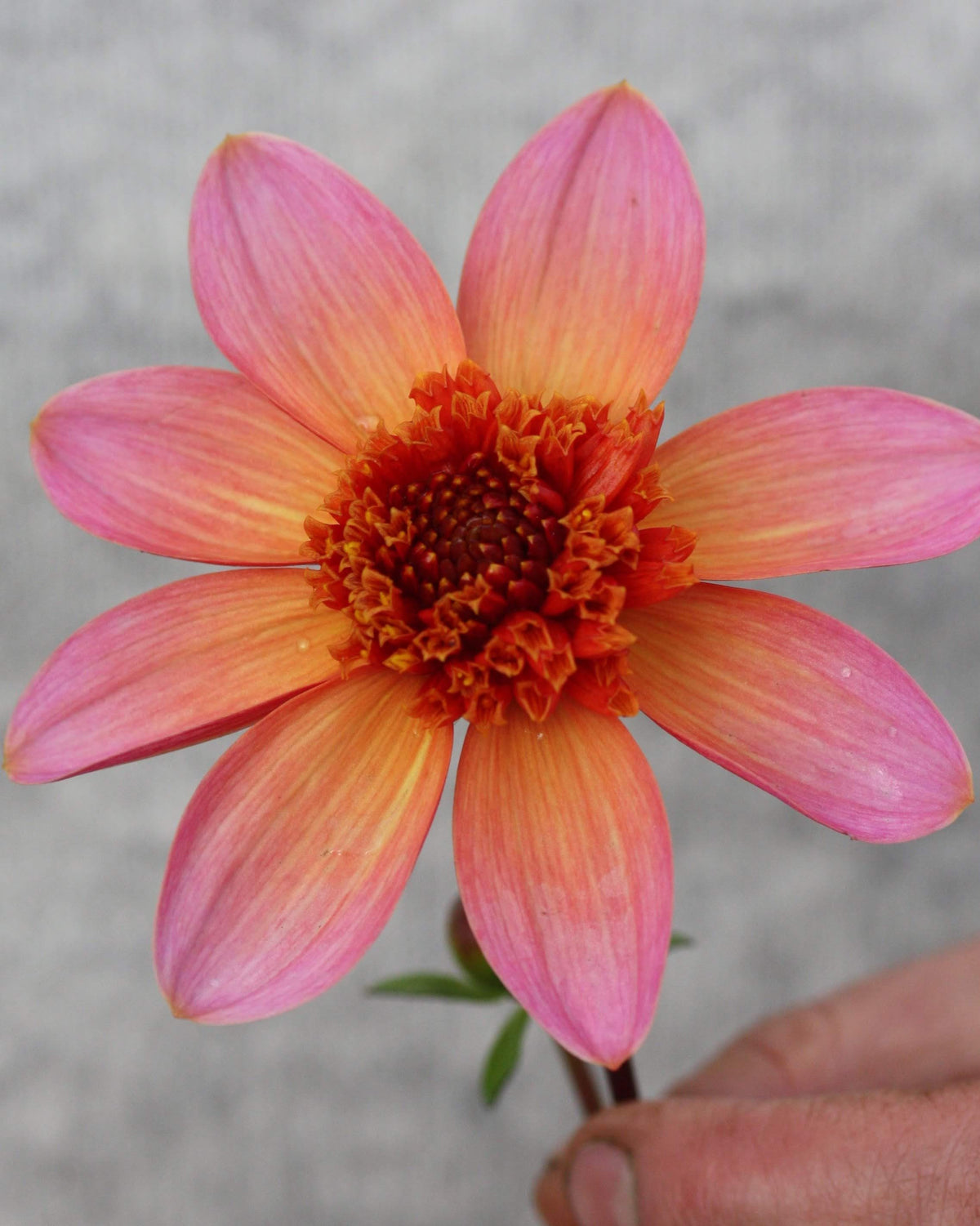 Georgine Totally Tangerine knoller - anemoneblomstrende snittblomst i korall og fersken