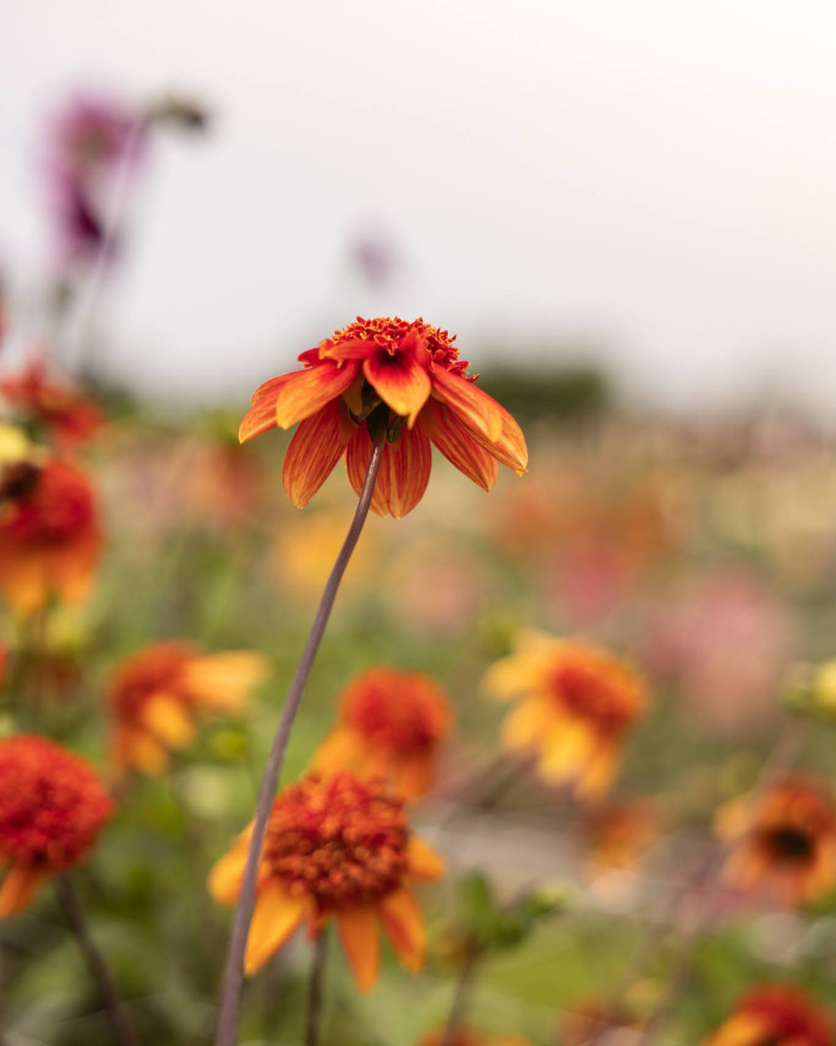 Dahlia Josie - nærbilde av anemoneblomst med oransje kronblad stripet med gult
