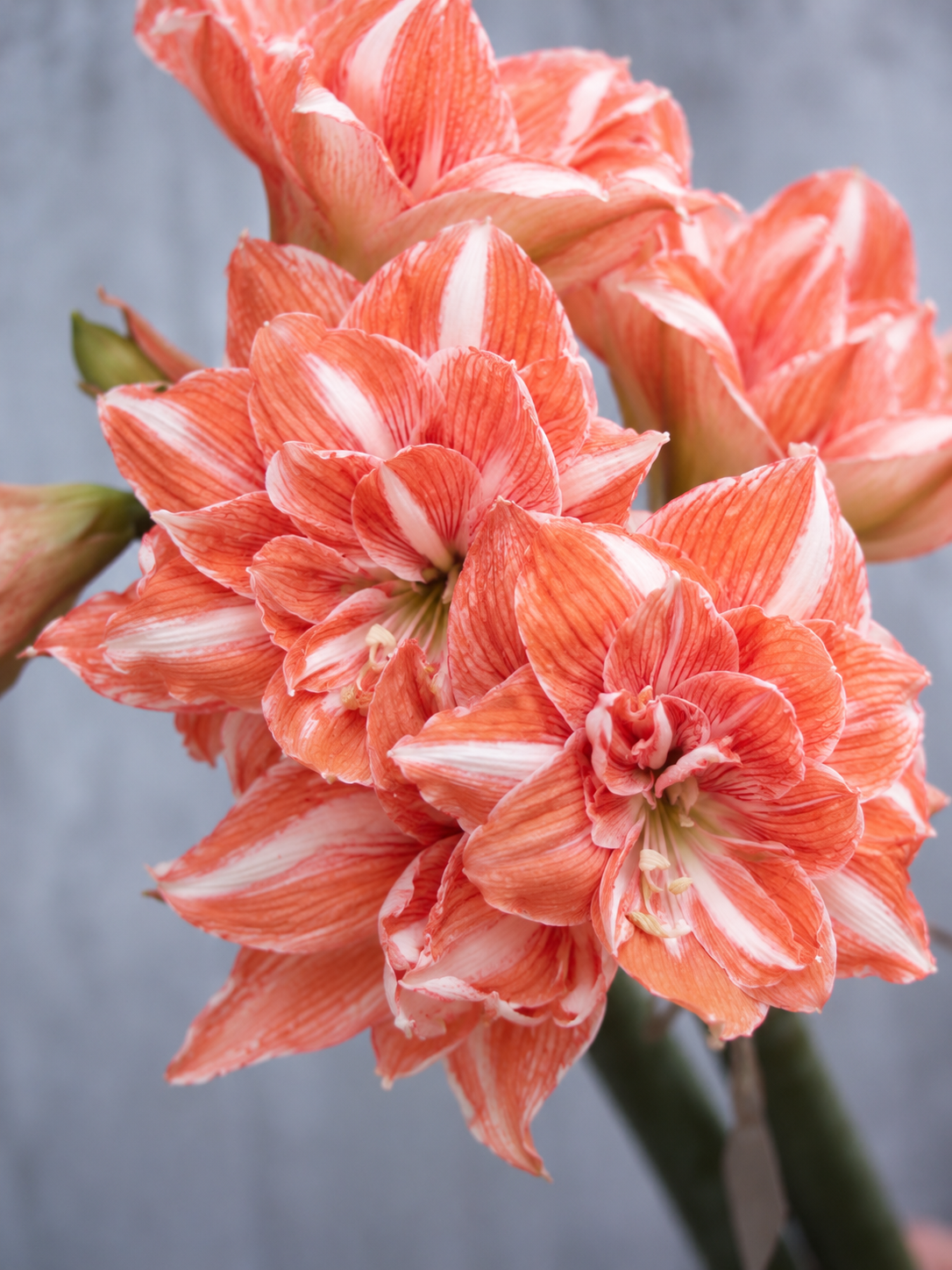 Amaryllis Sunshine Nymph med tett fylte, avrundede blomster i kremhvitt og korallrosa