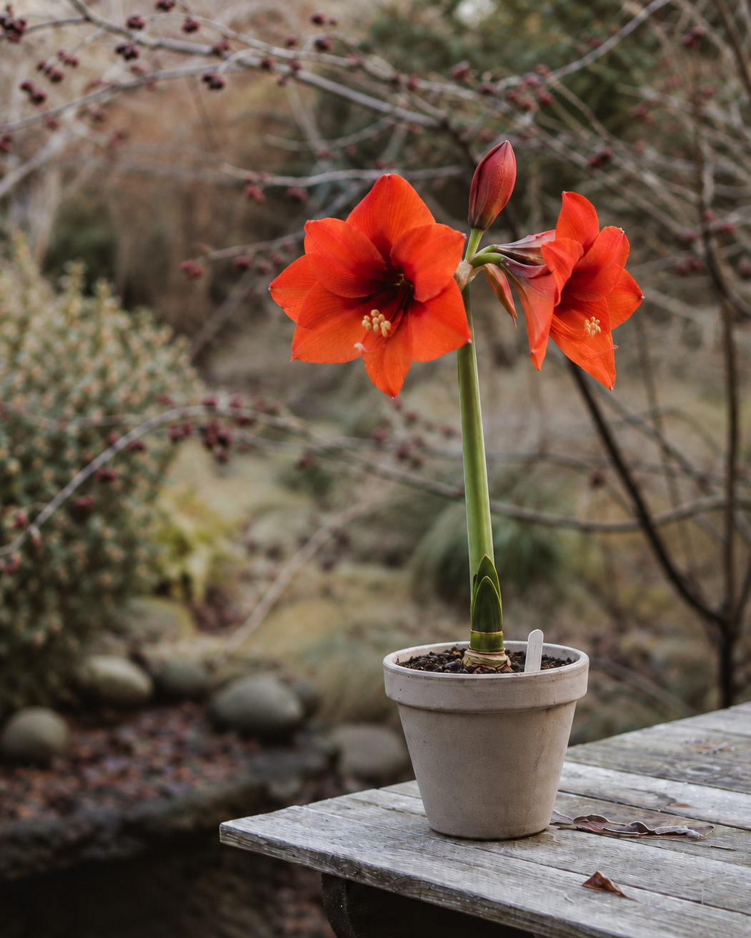 Amaryllis Orange Souvereign i potte på et trebord ute, med to åpne oransjerøde blomster og en knopp på høy, grønn stengel.