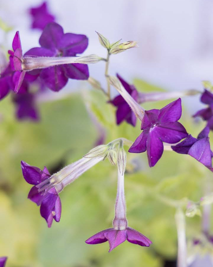 Prydtobakk Perfume Deep Lilac i full blomstring - ettårig snittblomst for hagen