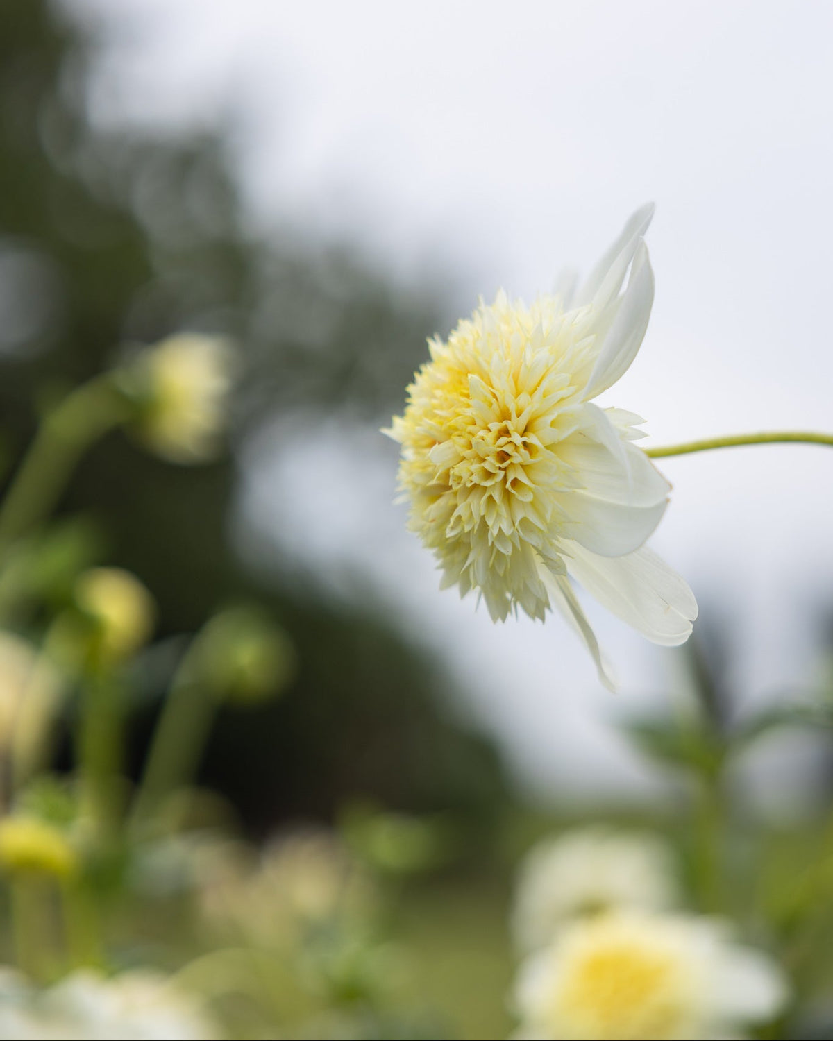 georgine platinum Blonde, anemoneblomstrende på lange stengler