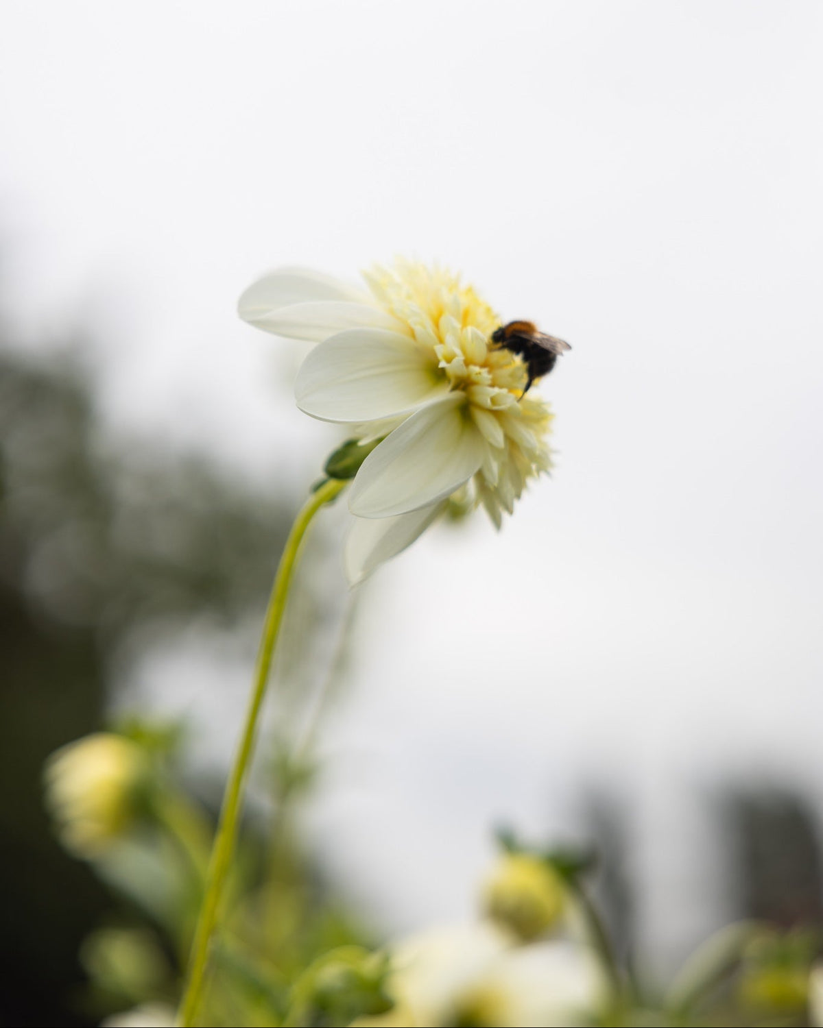 Anemoneblomstrende georgine Plantinum Blonde med humle