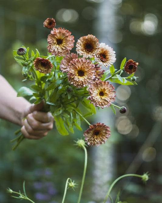 Ringblomst Pygme Buff i full blomst - ettårig snittblomst