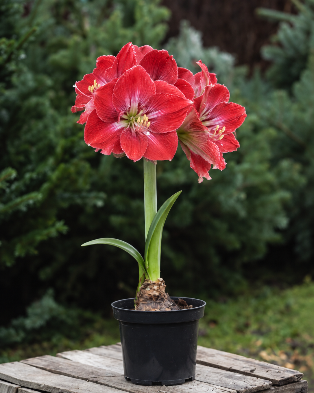 Amaryllis Magical Touch med store, dyprøde blomster og en tydelig hvit kant rundt kronbladene.