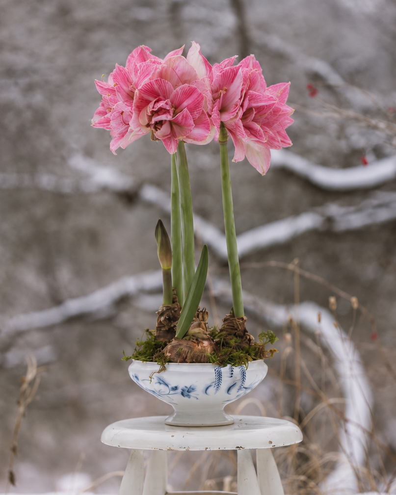 Amaryllis Sweet Nymph med doble, rosa blomster og mange kronblader som gir et fyldig uttrykk.