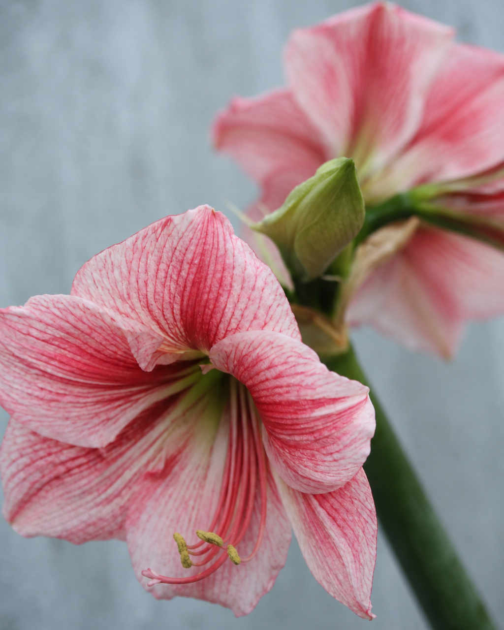 Amaryllis Gervase med store, lys rosa blomster og uregelmessige striper i bringebærrosa og rødt.