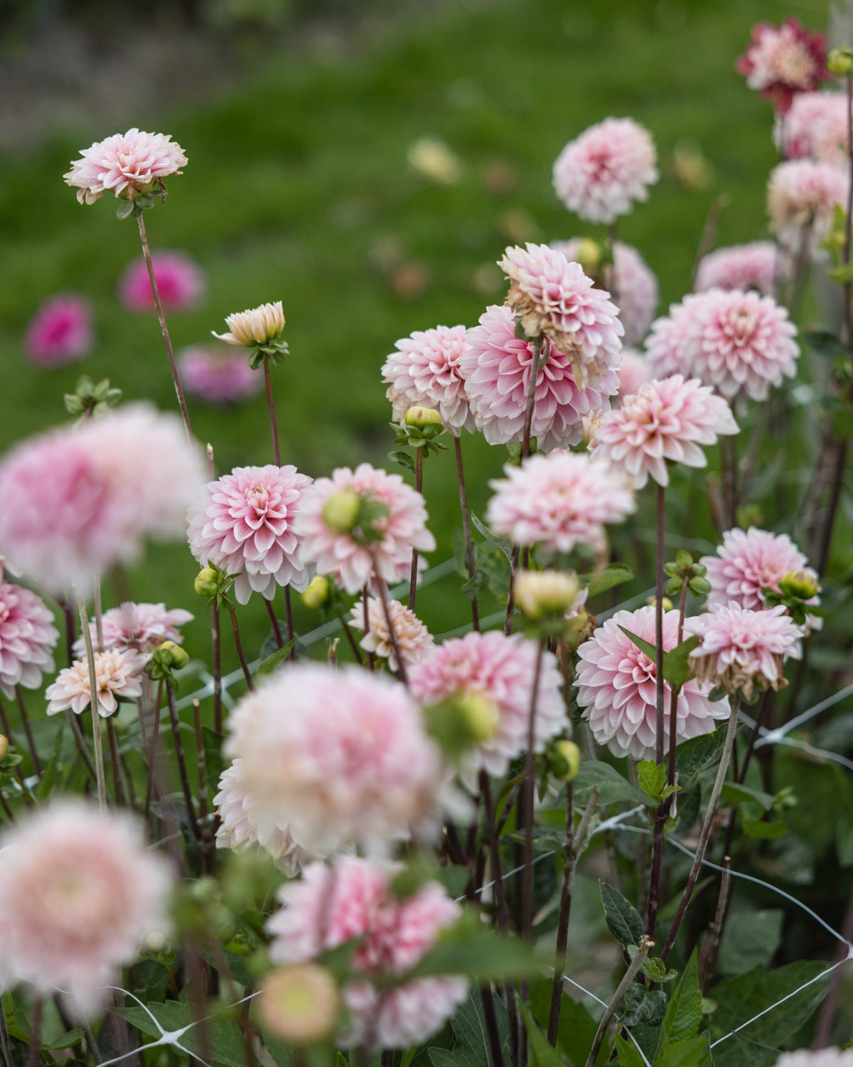 Dahlia Strawberry Cream store fyldige blomster i kremhvit og rosa nyanser