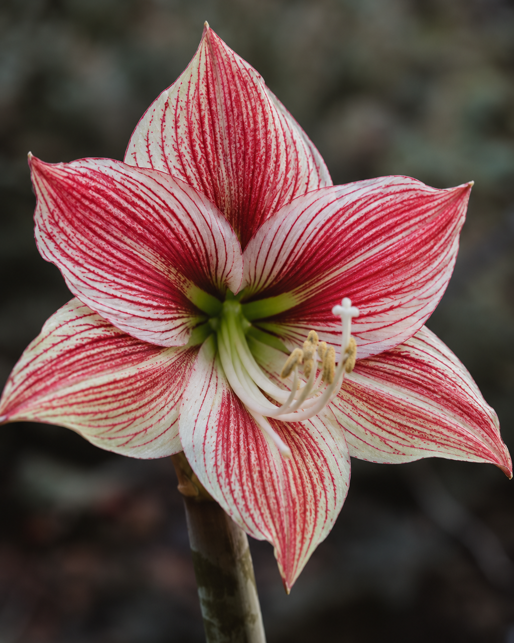 Amaryllis Exotic Star med store blomster og tydelige røde striper på en lys bunn av hvitt og grønt.