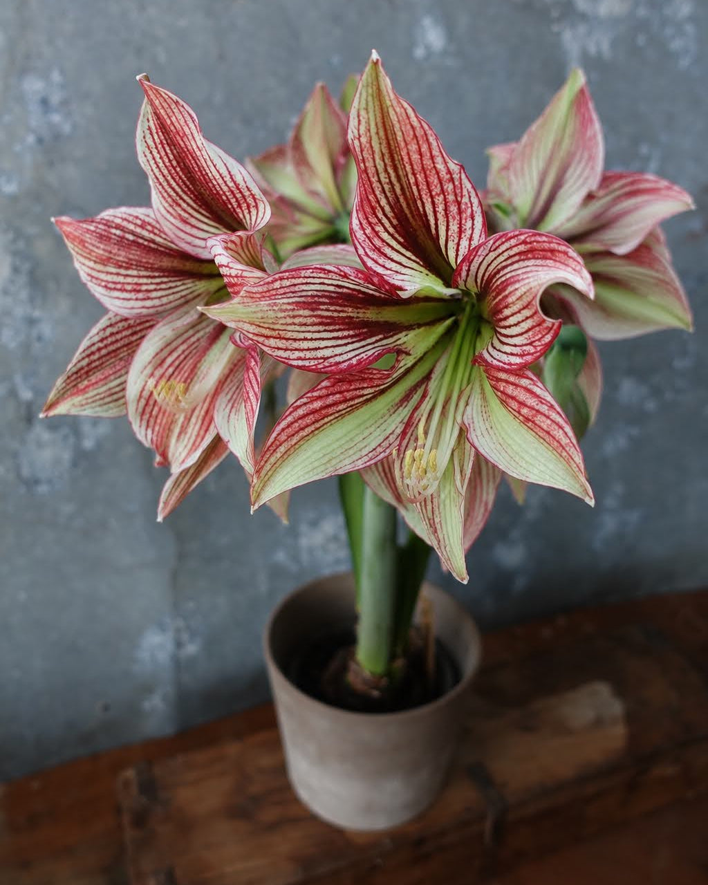 Amaryllis Exotic Star med regelmessige, røde tegninger som danner et grafisk mønster på hvite og grønne kronblader.