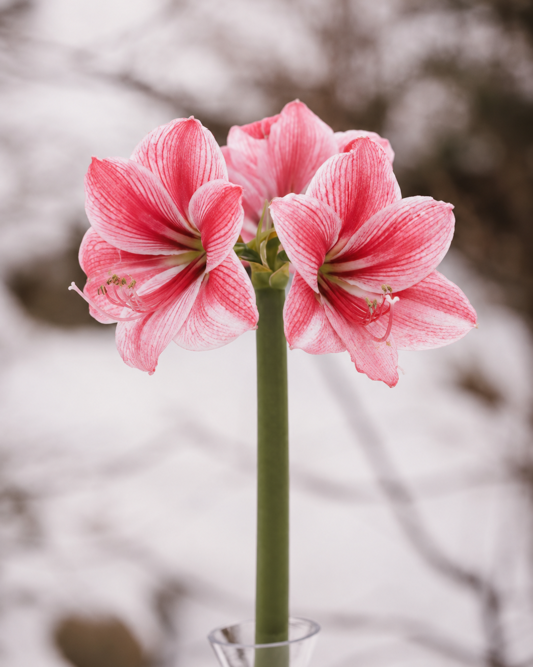 Amaryllis Gervase med brede, rosa kronblader og et variert fargespill av røde striper og bringebærrosa penselstrøk.