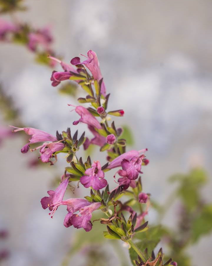 Rødsalvie Summer Jewel Lavender med vakre lavendelblå aks