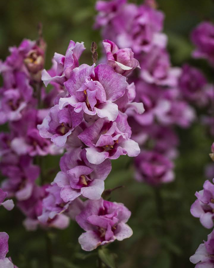 Nærbilde av Løvemunn Twinny Orchid med fylte roselignende blomster