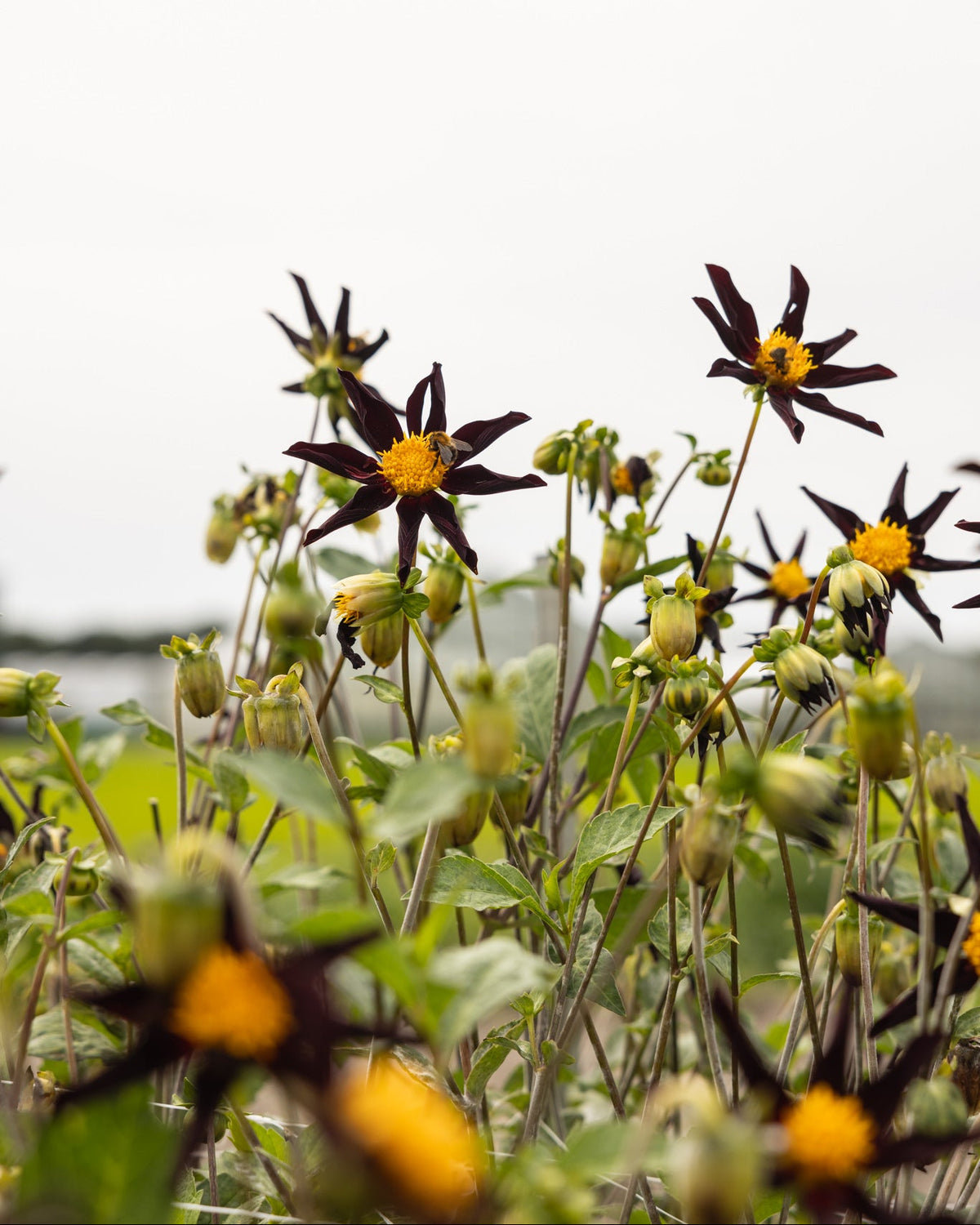 Veronne's Obsidian dahlia knoll stramt stjerneformet med grafisk uttrykk
