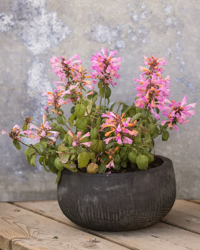 Anisisop Arizona Sunset frø - Agastache med duftende blader og dramatiske farger