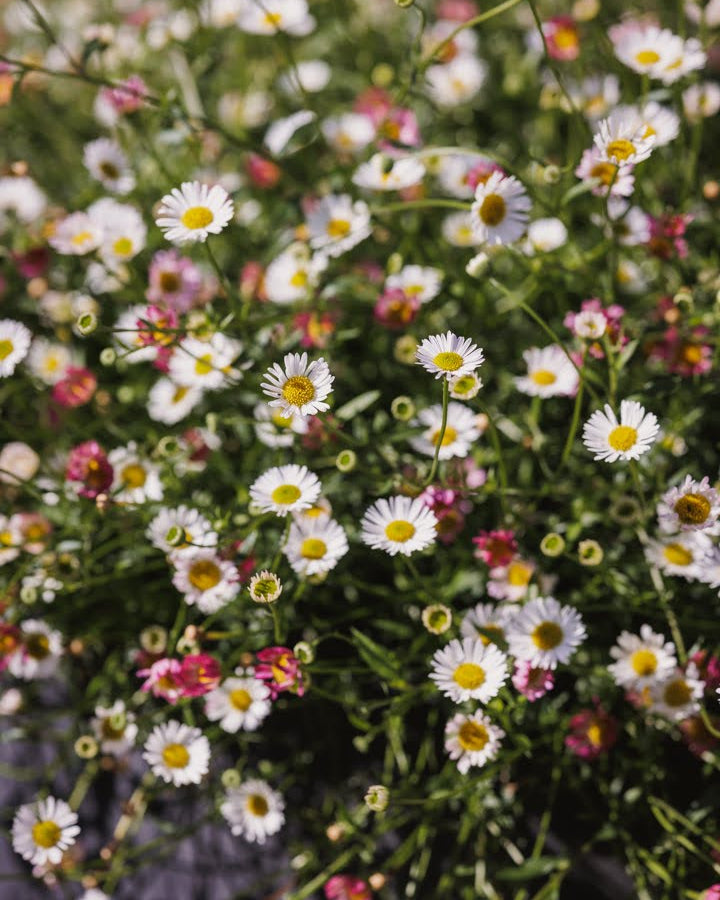 Blanding av hvite og rosa blomster på en frodig Bakkestjerne Profusion.