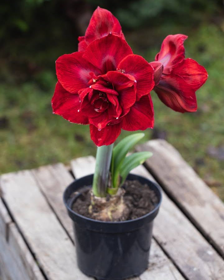 Amaryllis Velvet Nymph med store, doble blomster i en dyp, fløyelsrød farge.