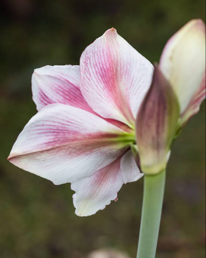 Amaryllis Pink Beauty med trompetformede blomster og dyprosa tegninger på hvit bunn.