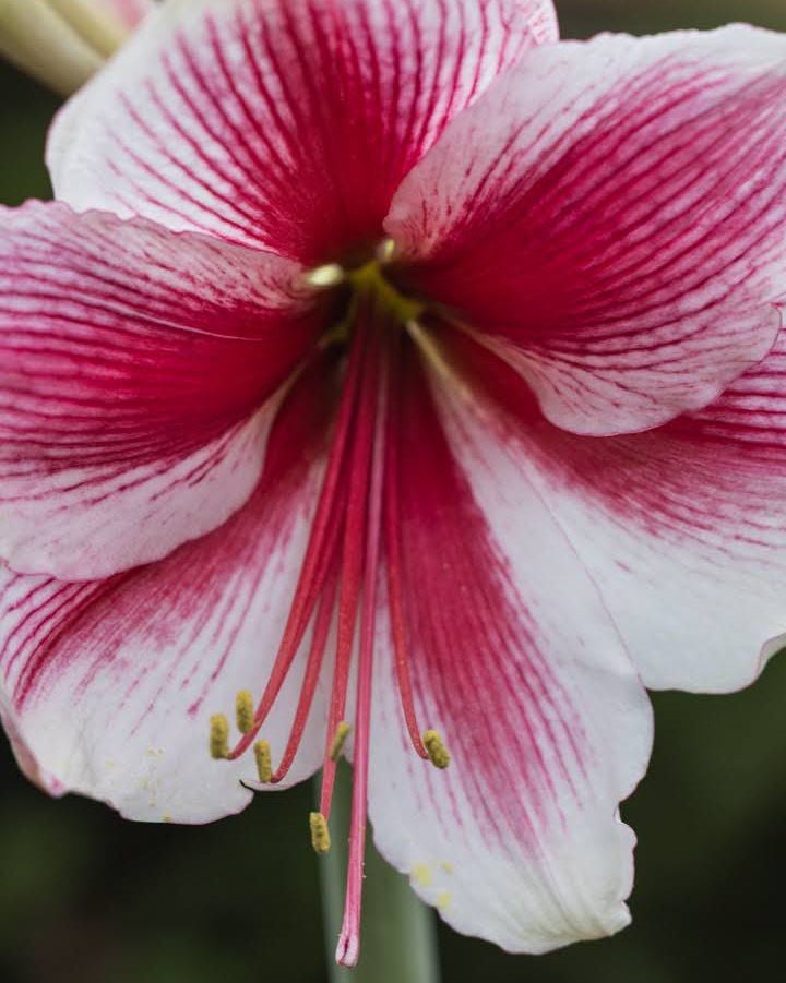 Amaryllis Pink Beauty med hvite kronblader og kraftige rosa striper som danner et stjernemønster.
