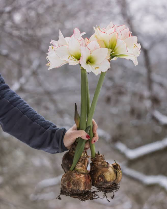Amaryllis Picotée med store, rent hvite blomster og en tynn, rød kant rundt kronbladene.