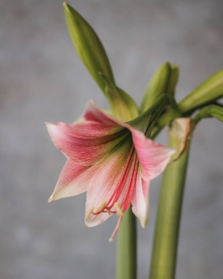 Amaryllis Misty med rosatonede øvre kronblader, lysere nedre kronblader og dypere rosa inn mot svelget.
