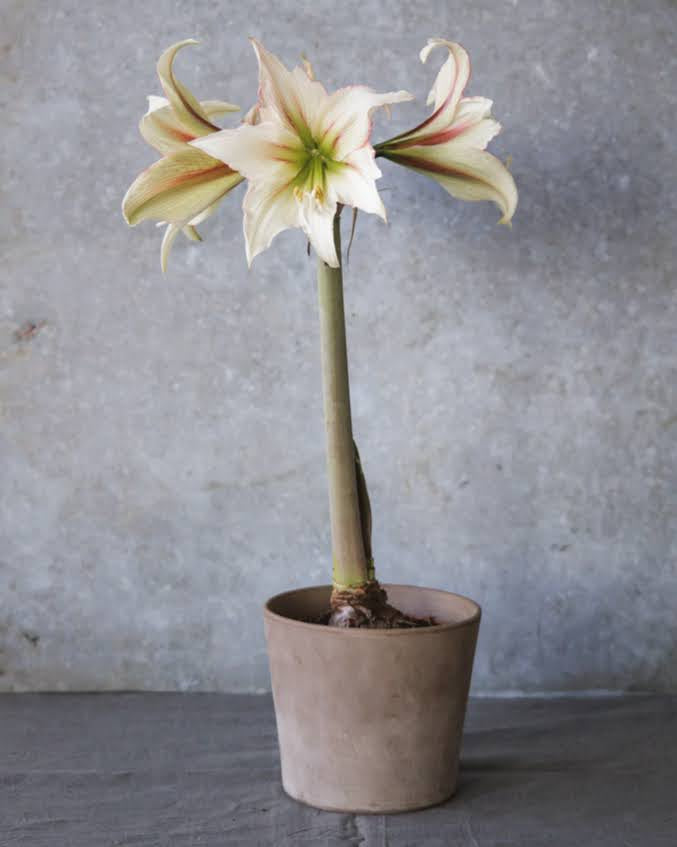 Amaryllis Green Magic med fjæraktige, rødrosa tegninger på lyse kronblader.