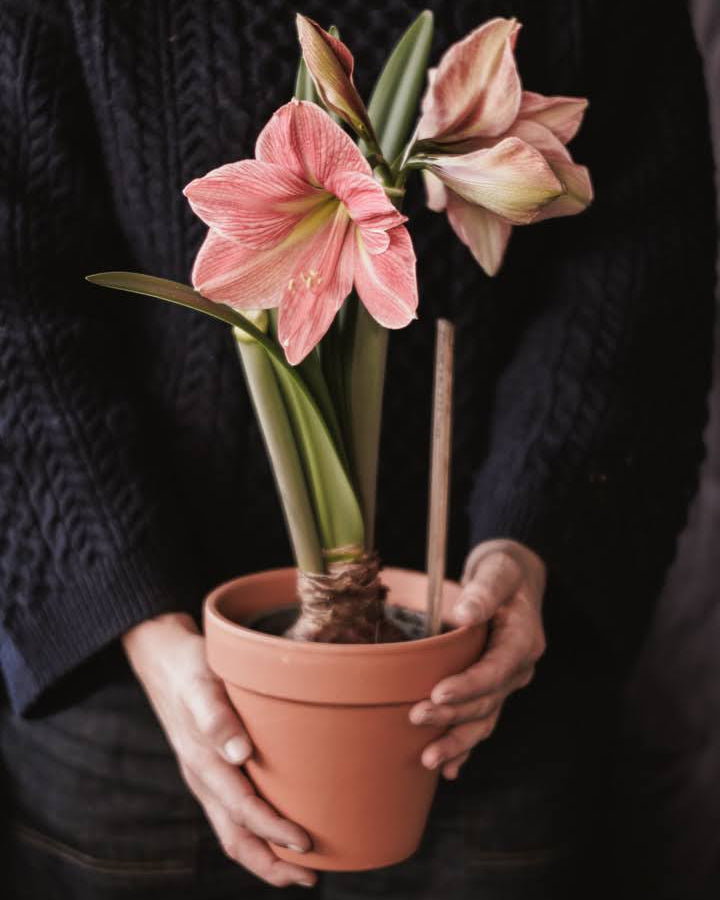 Amaryllis Terra Cotta Star med dempet mursteinsfargede kronblader og fine kremhvite tegninger.