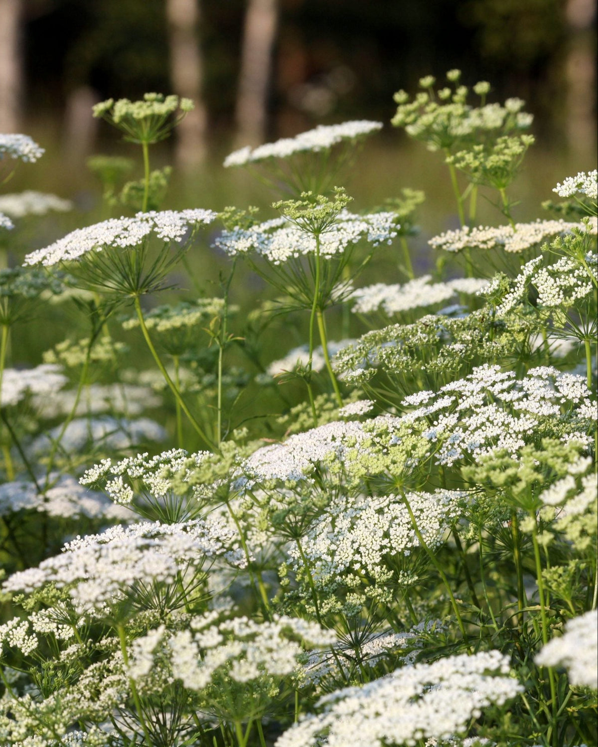 Ammi majus Queen of Africa plante med hvite blomsterskjermer