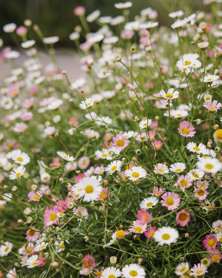 Bakkestjerne Profusion med små, prestekragelignende blomster i hvitt og rosa.