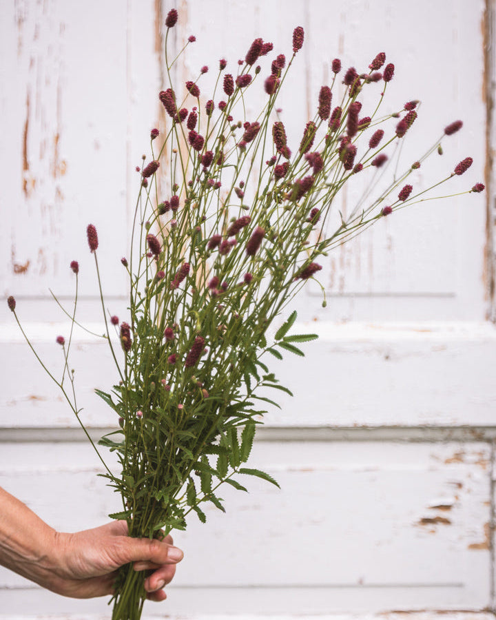 Blodtopp med mørkt burgunderrøde blomsterhoder på lange, slanke stengler.