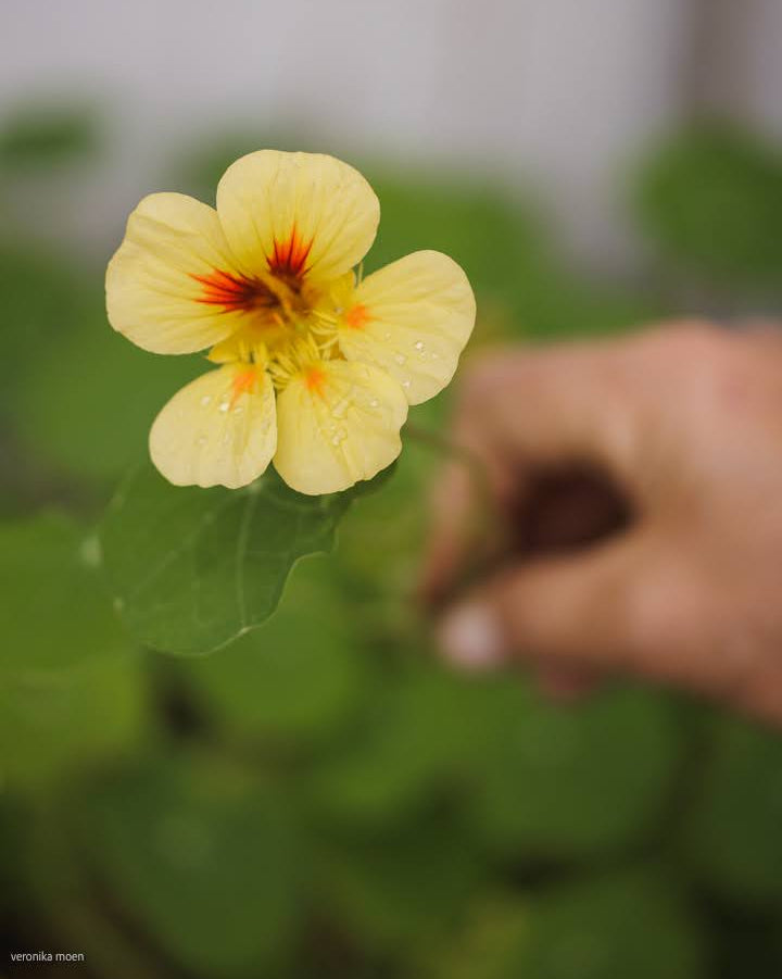 Blomkarse Peach Melba med pastellfargede blomster, fotografert av Veronika Moen