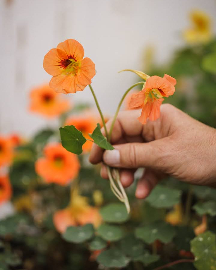 Nærbilde av Blomkarse Vesuvius sine intense oransjerøde blomster og mørkegrønne blad