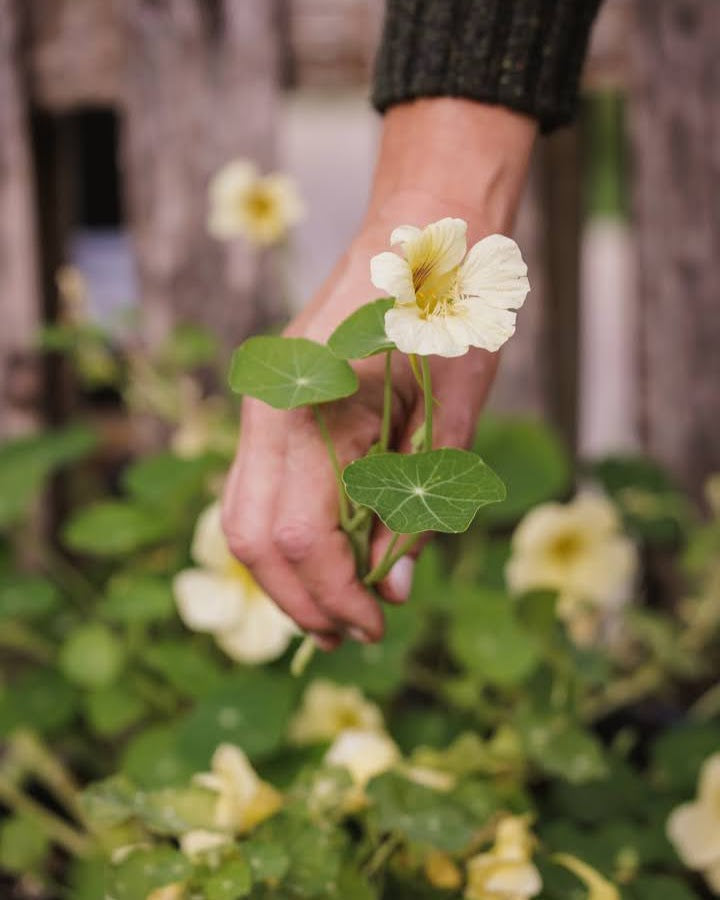 Blomkarse Milkmaid med hvite blomster i hagen, fotografert av Veronika Moen