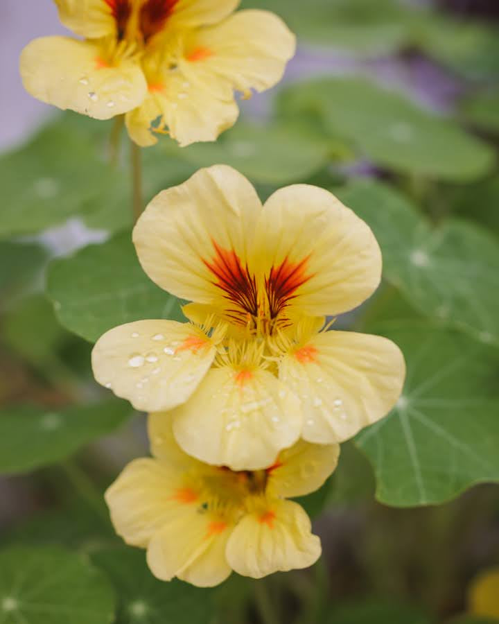 Blomkarse Peach Melba i hagebed med myke aprikos og gule toner