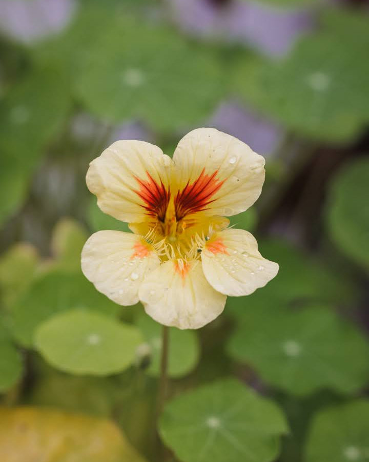 Detaljbilde av Blomkarse Peach Melba plante med knopper og ferskenfargede blomster