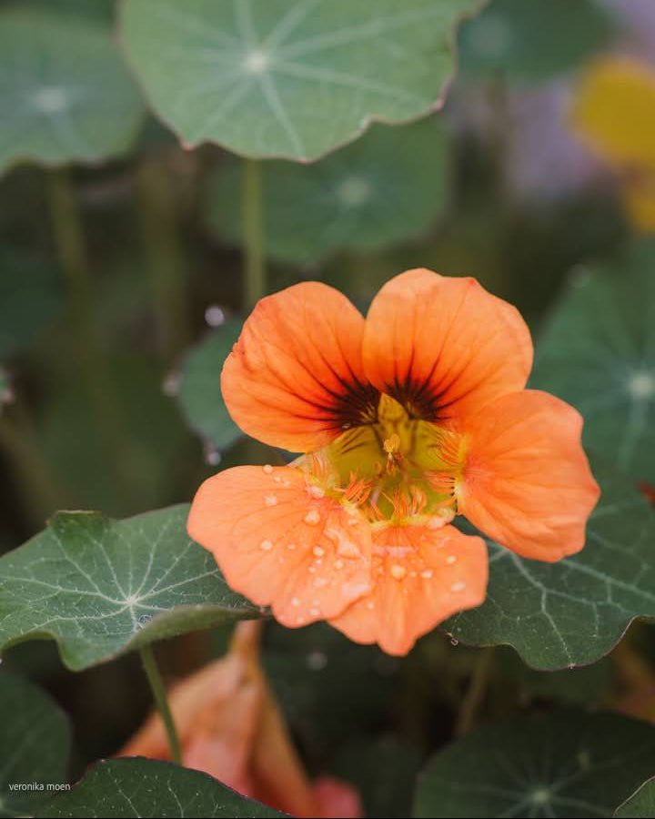 Detaljbilde av Blomkarse Vesuvius plante med knopper og oransjerøde blomster