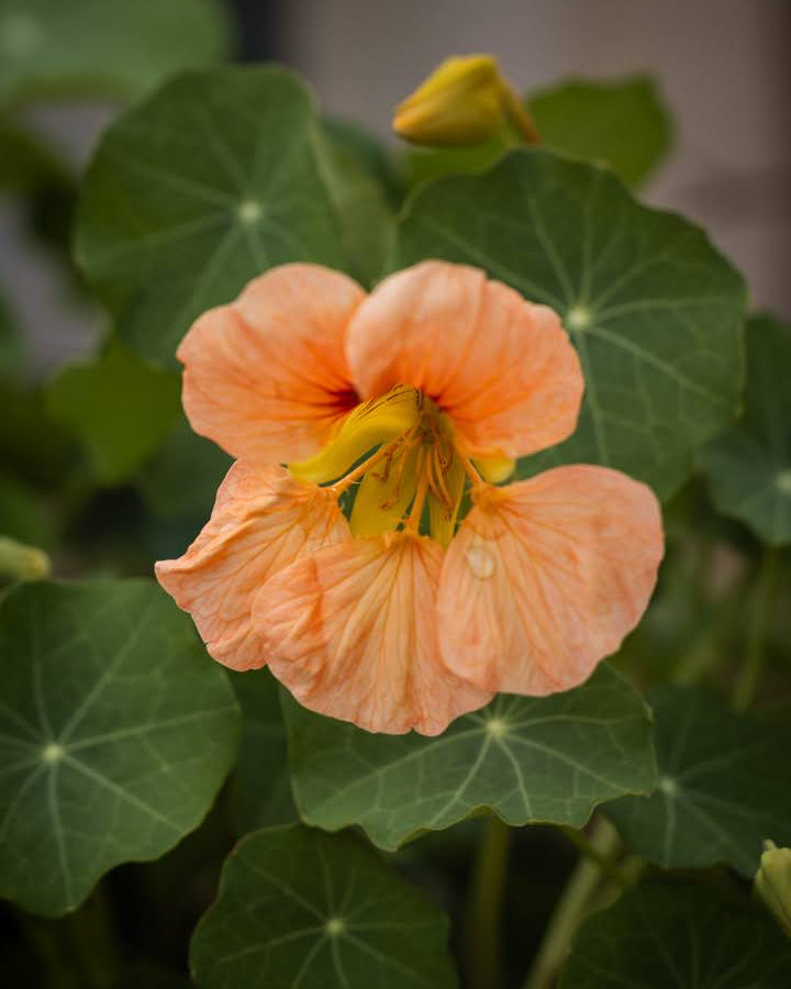 Nærbilde av Blomkarse Gleam Salmon sine lakserosa blomster og mørkegrønne blad