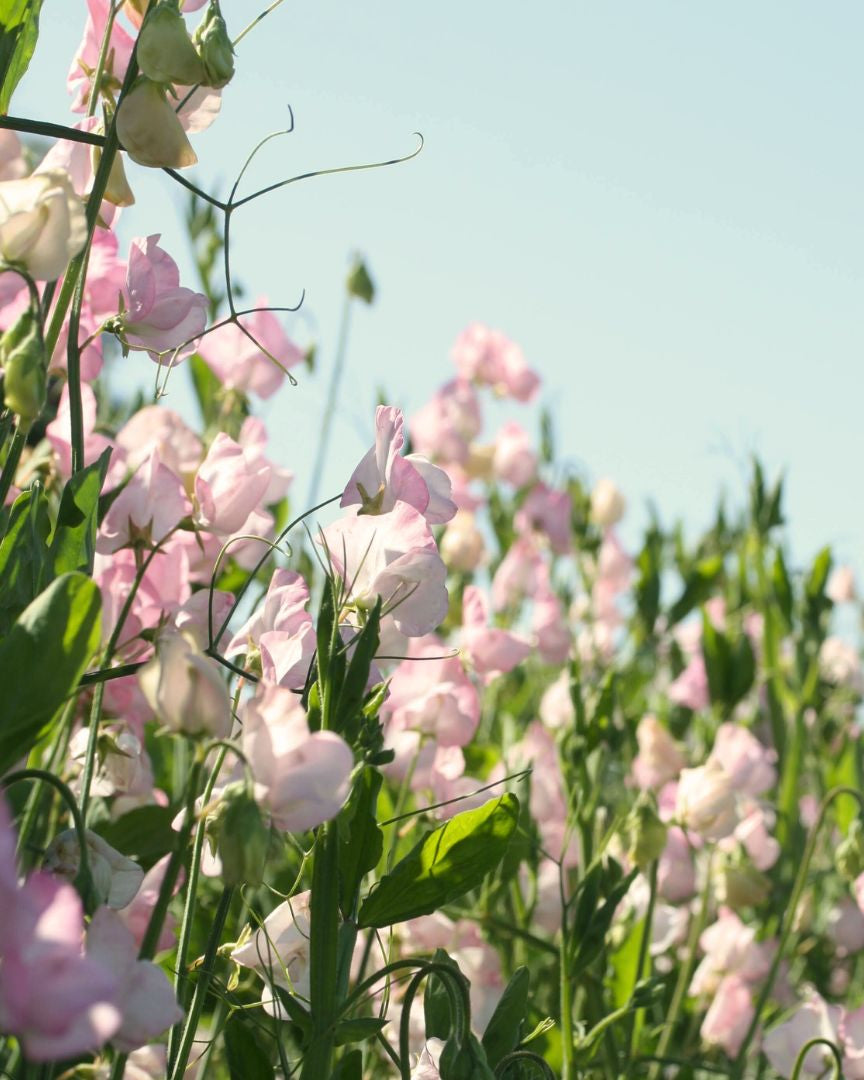 Erteblomst Mollie Rilstone med varme rosa blomster i antikt utseende