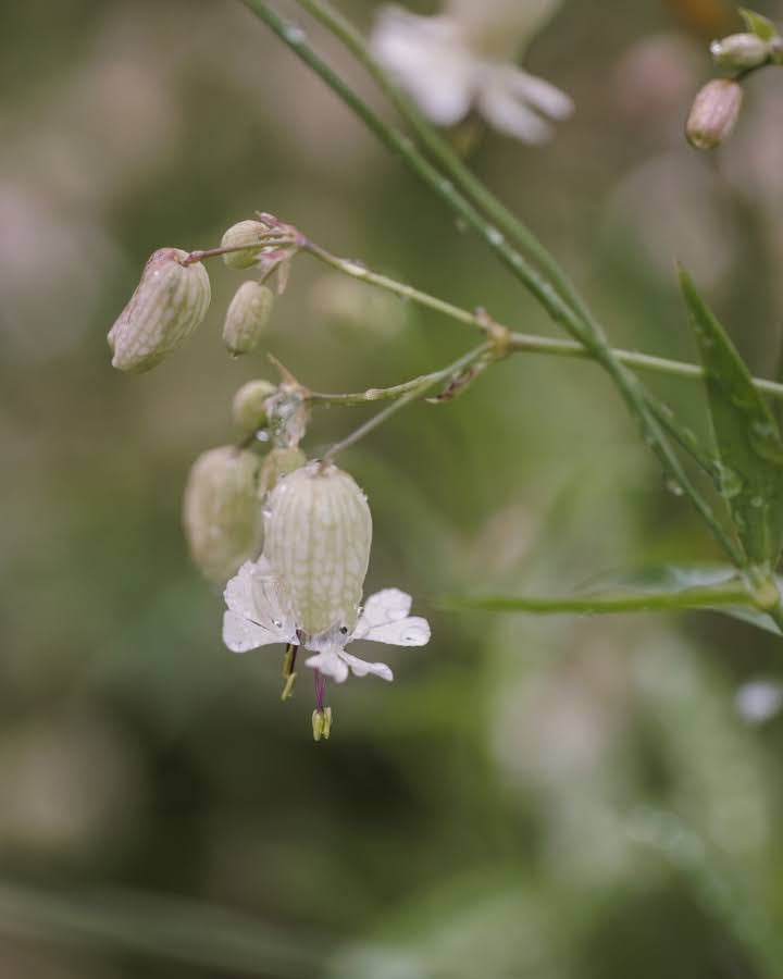 Engsmelle blomster fotografert i sollys